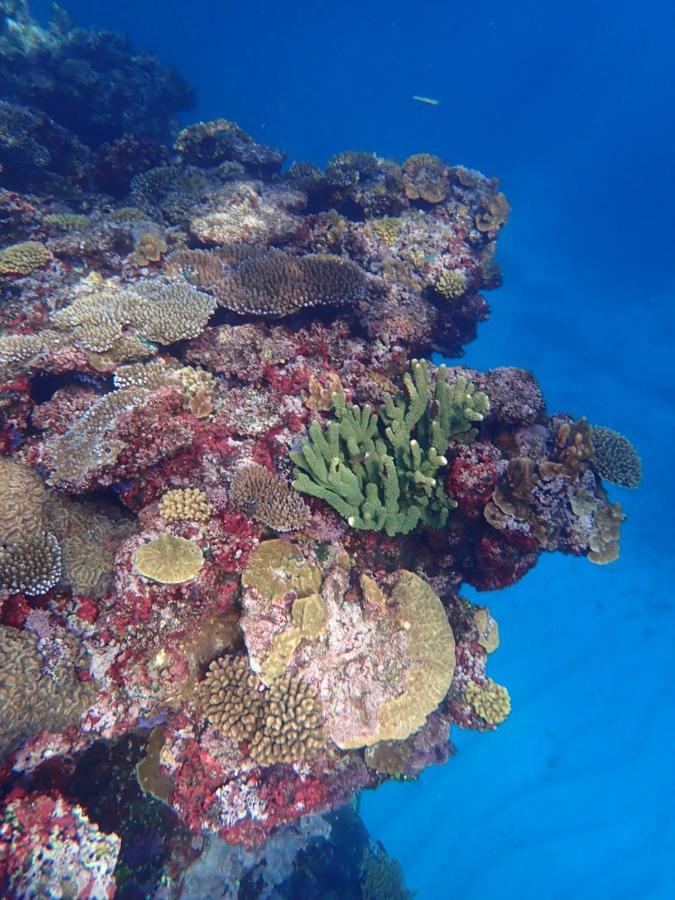 Fiji Lodge Vosa Ni Ua سافوسافو المظهر الخارجي الصورة