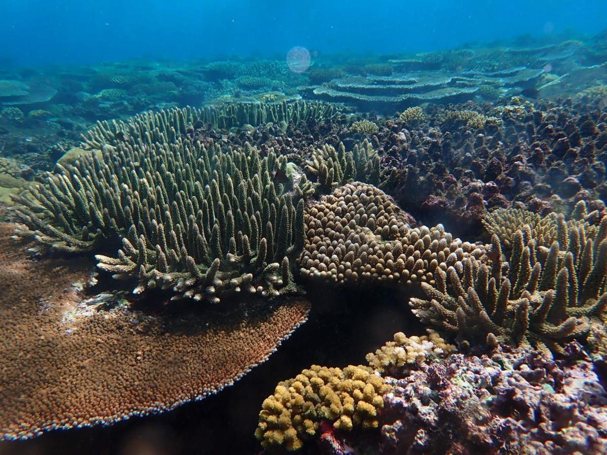 Fiji Lodge Vosa Ni Ua سافوسافو المظهر الخارجي الصورة